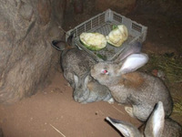 Выращиваем кроликов без крольчатника своими руками