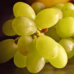 Чем удобрять виноград
