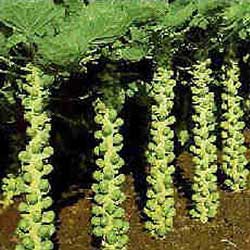Опыт выращивания цветной капусты