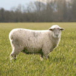 Овцеводство в домашних условиях