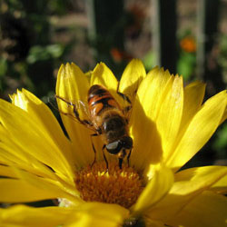 Что нужно для пчеловодства?