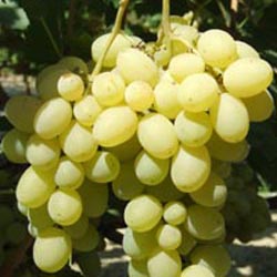 Технология посадки и ухода за виноградом