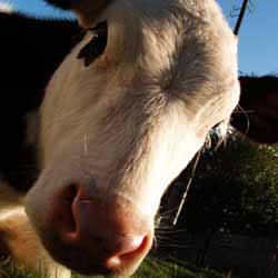 Вся правда о мясном и молочном скотоводстве